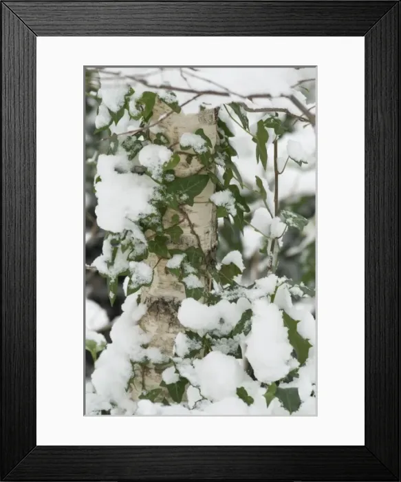Framed Print : The Wildlife Garden Framed Print : The Wildlife Garden