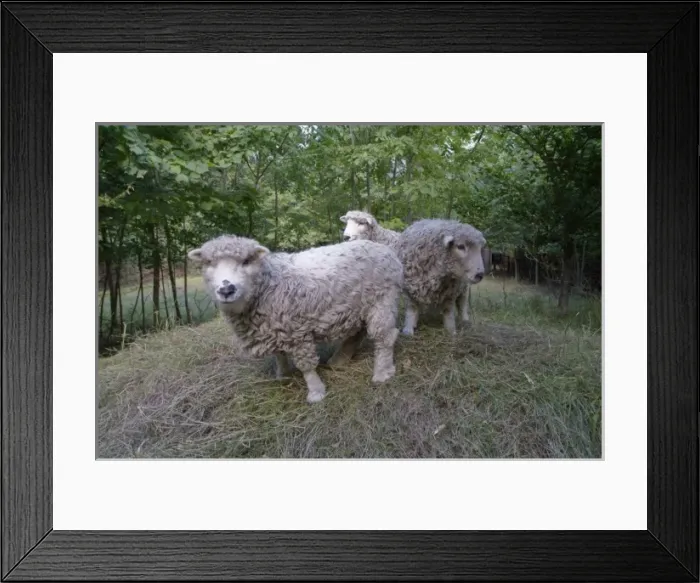 Framed Print : Ovis aries, sheep Framed Print : Ovis aries, sheep