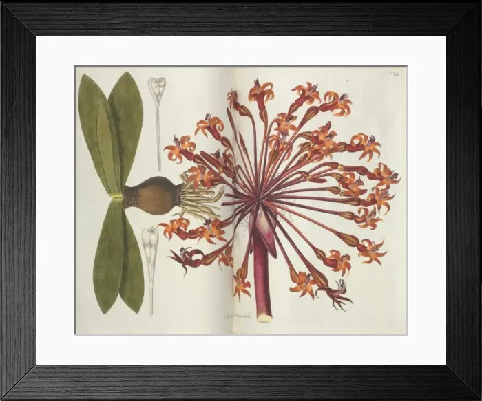 Framed Print : Plant illustration Framed Print : Plant illustration