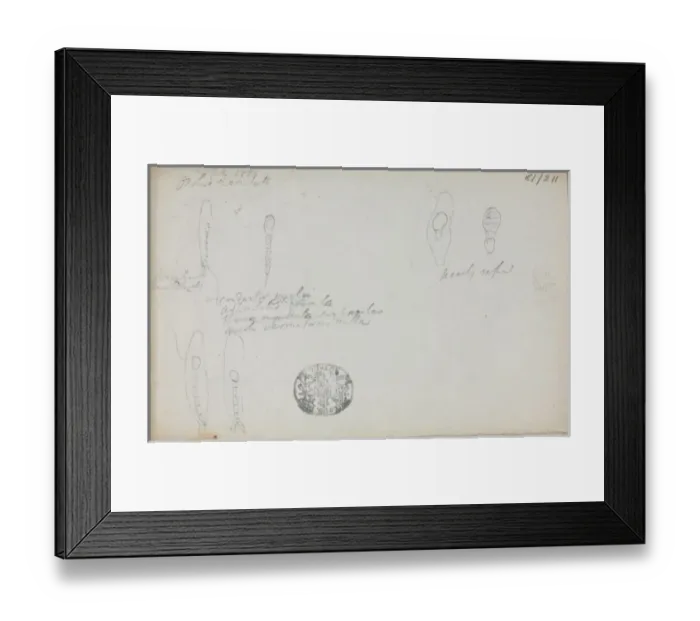Framed Print : Sketch of Orchis maculata by Robert Brown Framed Print : Sketch of Orchis maculata by Robert Brown