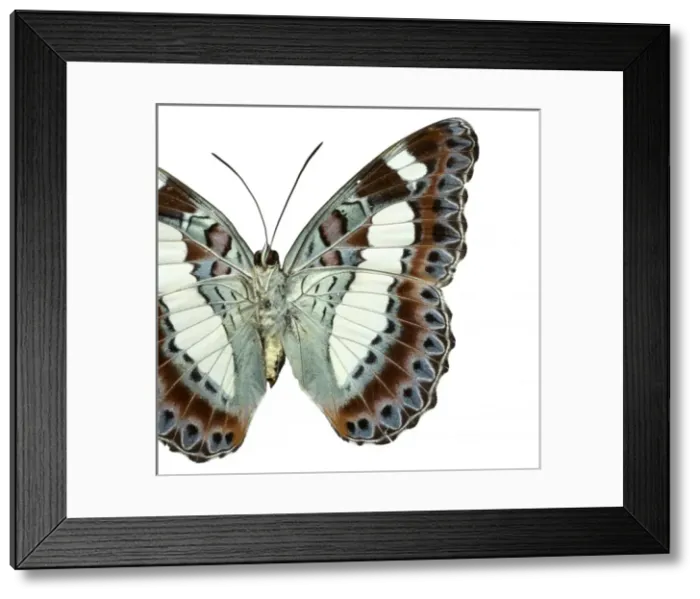 Framed Print : Moduza nuydai, butterfly Framed Print : Moduza nuydai, butterfly