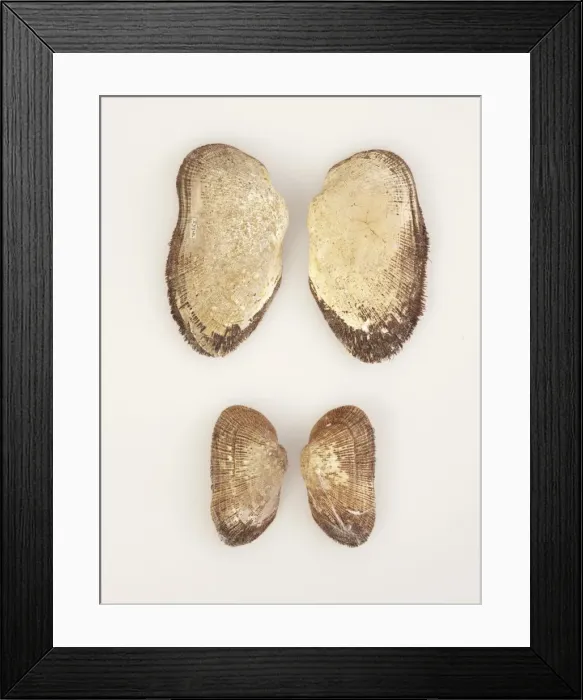 Framed Print : Mollusc, Arca (Barbatia) novaezelandiae Framed Print : Mollusc, Arca (Barbatia) novaezelandiae