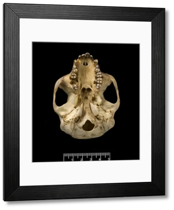 Framed Print : Trachypithecus cristatus, silver leaf monkey Framed Print : Trachypithecus cristatus, silver leaf monkey