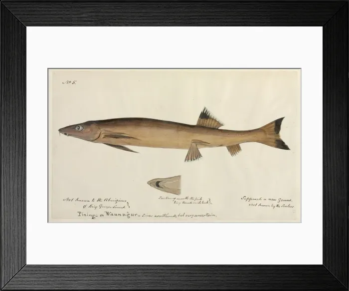 Framed Print : Fish illustration Framed Print : Fish illustration