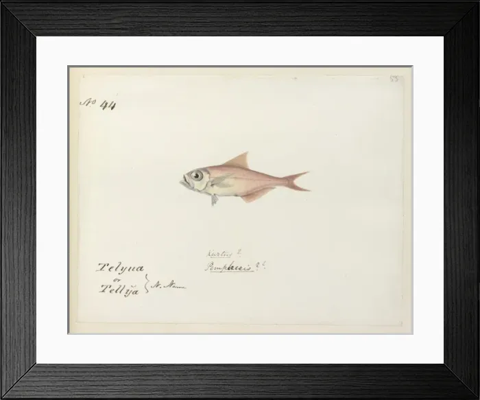 Framed Print : Fish illustration Framed Print : Fish illustration