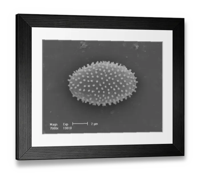 Framed Print : Myxomycetes, plasmodial slime mould Framed Print : Myxomycetes, plasmodial slime mould
