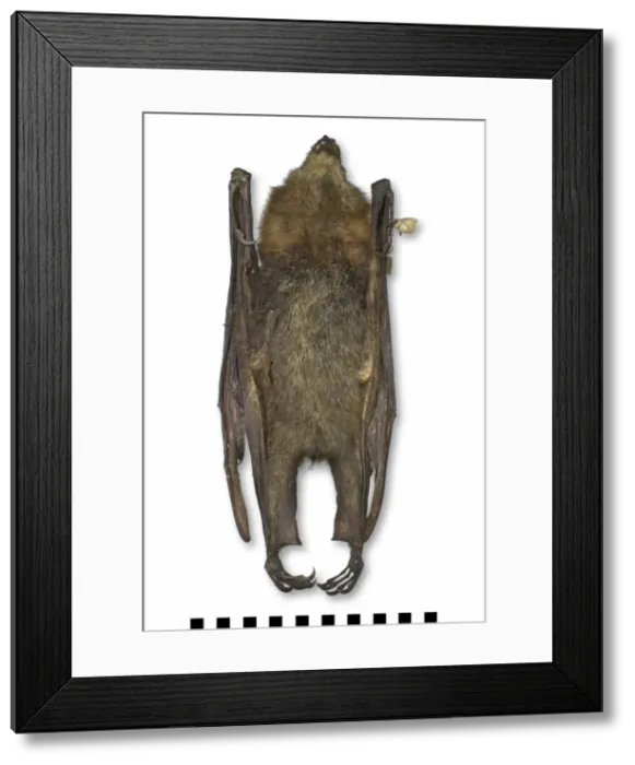 Framed Print : Pteropus poliocephalus, grey-headed flying-fox Framed Print : Pteropus poliocephalus, grey-headed flying-fox