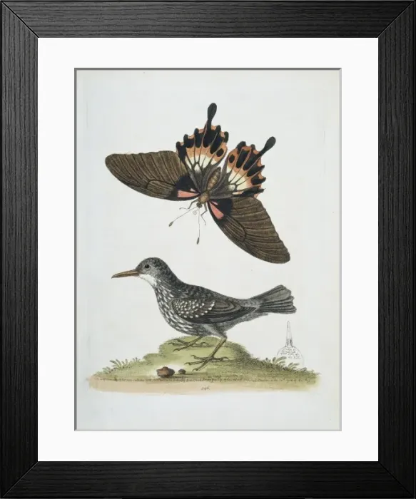 Framed Print : Plate from The Gleanings of Natural History by George Edward Framed Print : Plate from The Gleanings of Natural History by George Edward