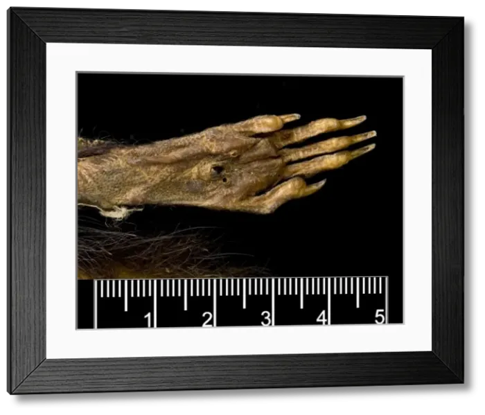 Framed Print : Megalomys desmarestii, antillean giant rice rat Framed Print : Megalomys desmarestii, antillean giant rice rat