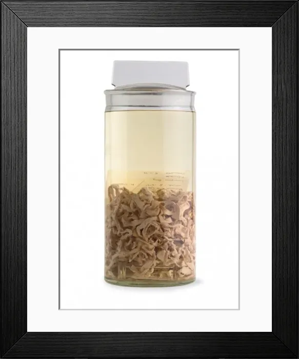 Framed Print : Diphyllobothrium polyrugosum, tapeworm Framed Print : Diphyllobothrium polyrugosum, tapeworm