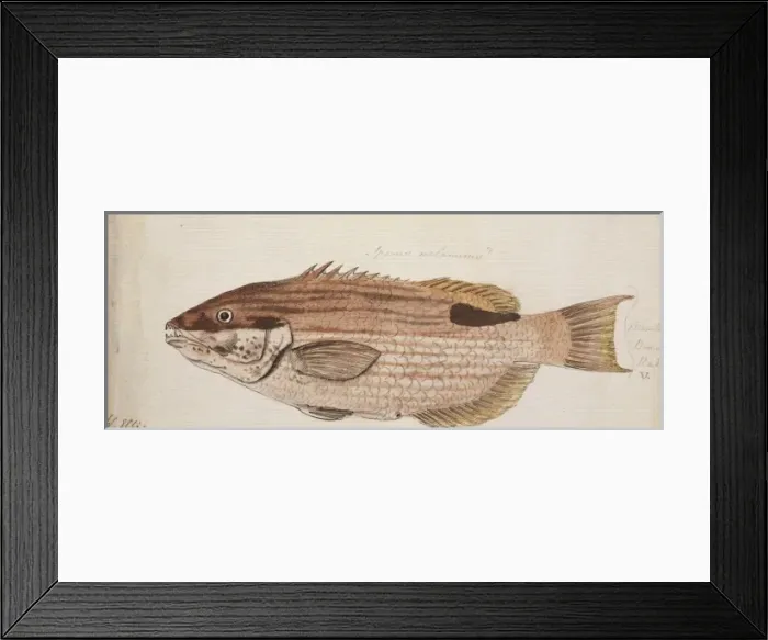 Framed Print : Plate 105 by William Ellis Framed Print : Plate 105 by William Ellis