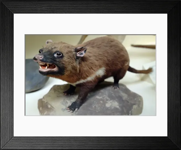 Framed Print : Sarcophilus laniarius, Tasmanian devil Framed Print : Sarcophilus laniarius, Tasmanian devil