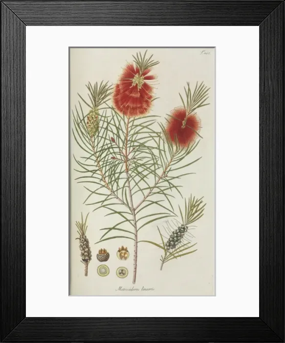 Framed Print : Metrosideros linearis Framed Print : Metrosideros linearis