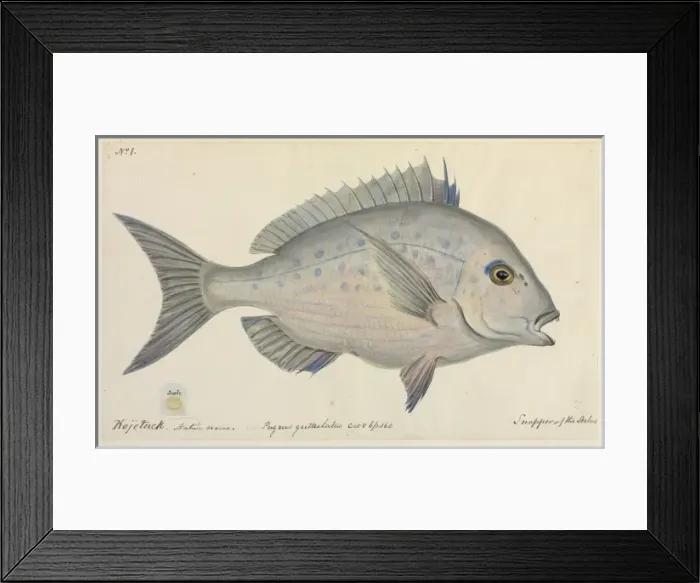 Framed Print : Pagrus guttulatus Framed Print : Pagrus guttulatus