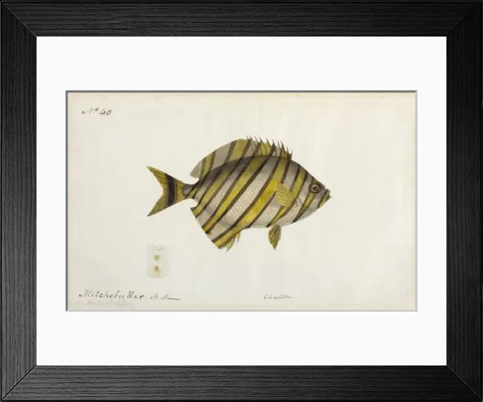 Framed Print : Fish illustration Framed Print : Fish illustration