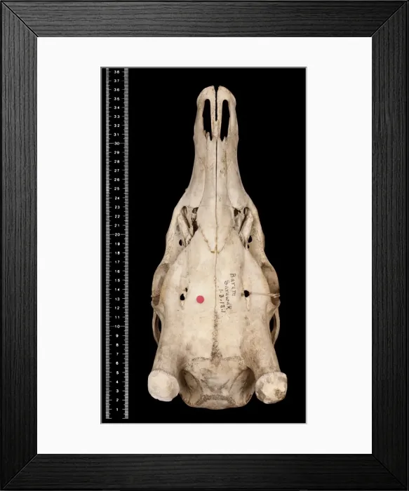 Framed Print : Cervus unicolor brookei Framed Print : Cervus unicolor brookei