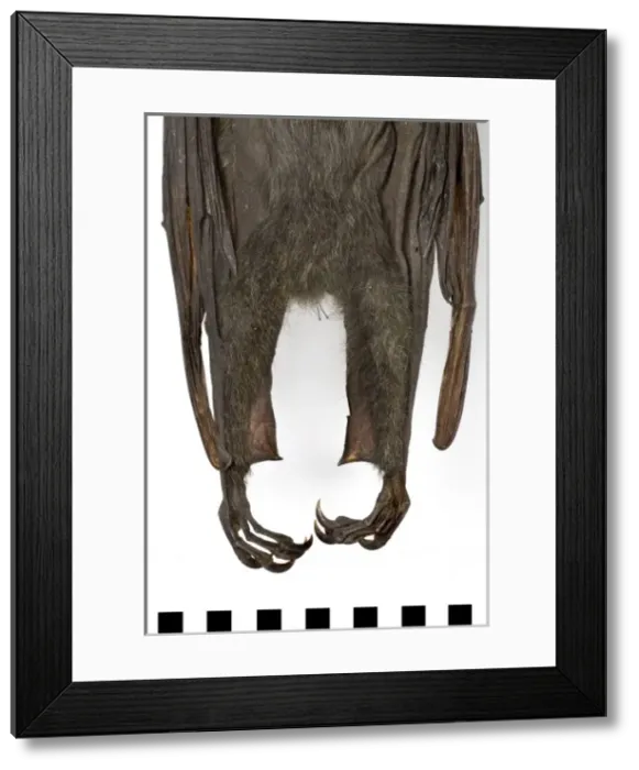 Framed Print : Pteropus poliocephalus, grey-headed flying-fox Framed Print : Pteropus poliocephalus, grey-headed flying-fox