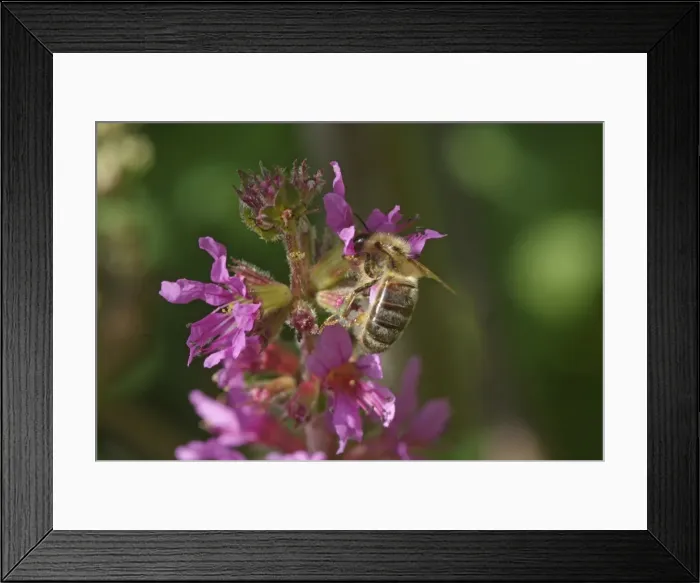 Framed Print : Apis mellifera, European honey bee Framed Print : Apis mellifera, European honey bee