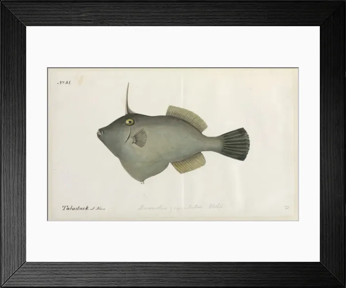 Framed Print : Fish illustration Framed Print : Fish illustration