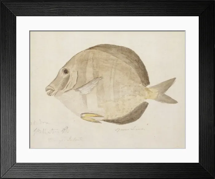 Framed Print : Plate 103 by William Ellis Framed Print : Plate 103 by William Ellis