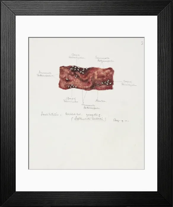 Framed Print : Drawing of a seal intestine Framed Print : Drawing of a seal intestine