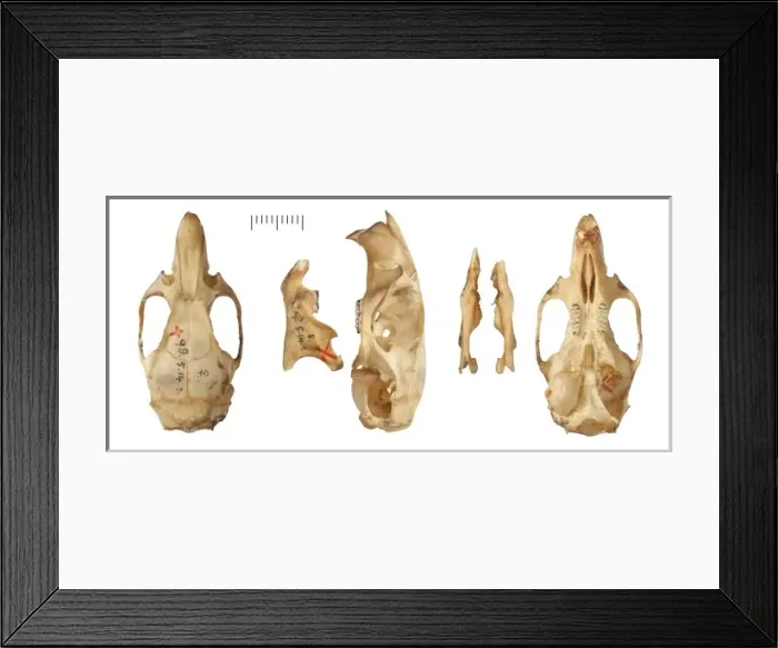 Framed Print : Phyllotis chacoensis Framed Print : Phyllotis chacoensis
