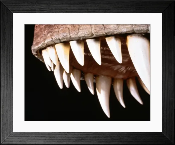 Framed Print : Tyrannosaurus rex teeth Framed Print : Tyrannosaurus rex teeth