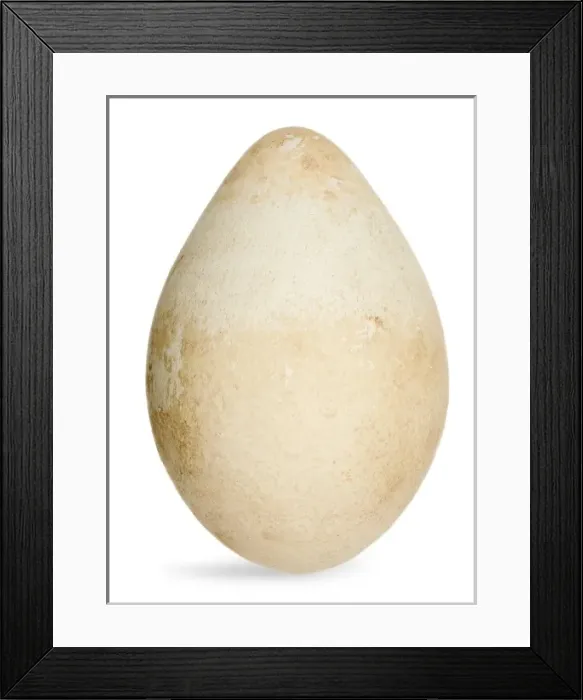Framed Print : Aptenodytes fosteri, emperor penguin egg Framed Print : Aptenodytes fosteri, emperor penguin egg