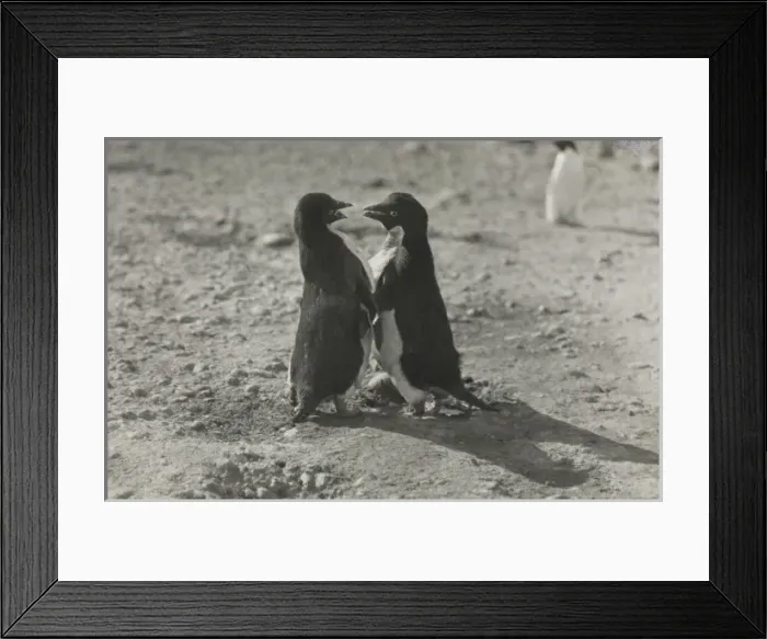 Framed Print : Adeliee Penguins, Cape Adair Framed Print : Adeliee Penguins, Cape Adair