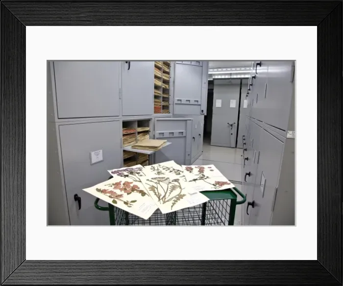 Framed Print : The General Herbarium, Darwin Centre Framed Print : The General Herbarium, Darwin Centre