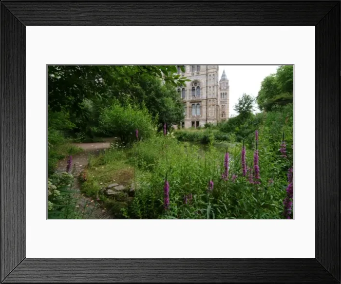 Framed Print : Wildlife garden Framed Print : Wildlife garden