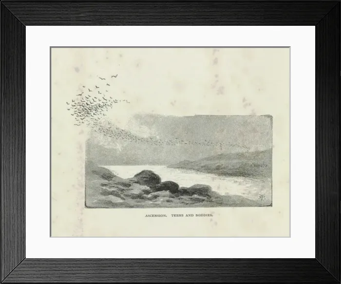 Framed Print : Ascension, Terns and Noddies Framed Print : Ascension, Terns and Noddies