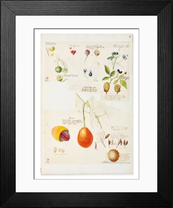 Framed Print : Illustration of rare fruits and seed