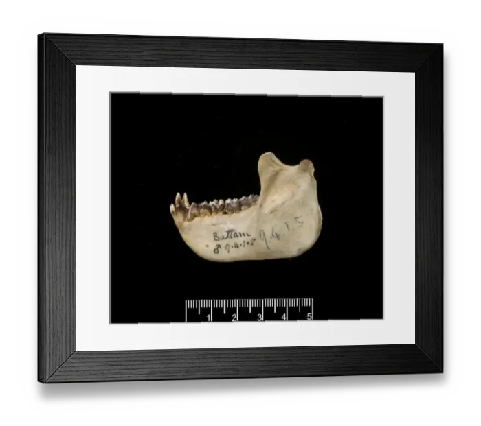 Framed Print : Trachypithecus cristatus, silver leaf monkey Framed Print : Trachypithecus cristatus, silver leaf monkey