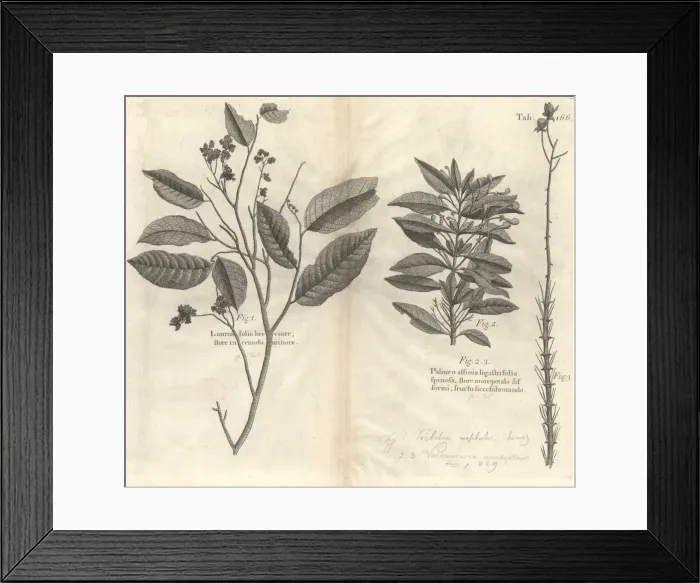 Framed Print : Botanical engravings Framed Print : Botanical engravings