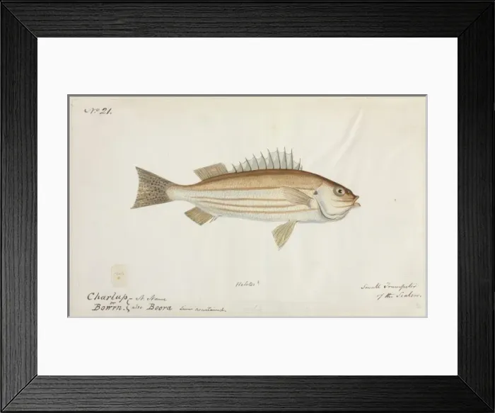 Framed Print : Fish illustration Framed Print : Fish illustration
