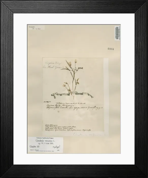 Framed Print : Claytonia virginica, Spring Beauty Framed Print : Claytonia virginica, Spring Beauty
