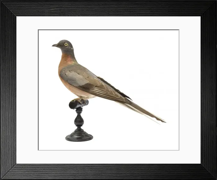 Framed Print : Ectopistes migratorius, passenger pigeon Framed Print : Ectopistes migratorius, passenger pigeon