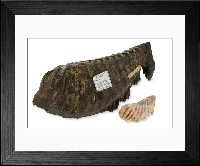 Framed Print : Pygmy elephant tooth Framed Print : Pygmy elephant tooth