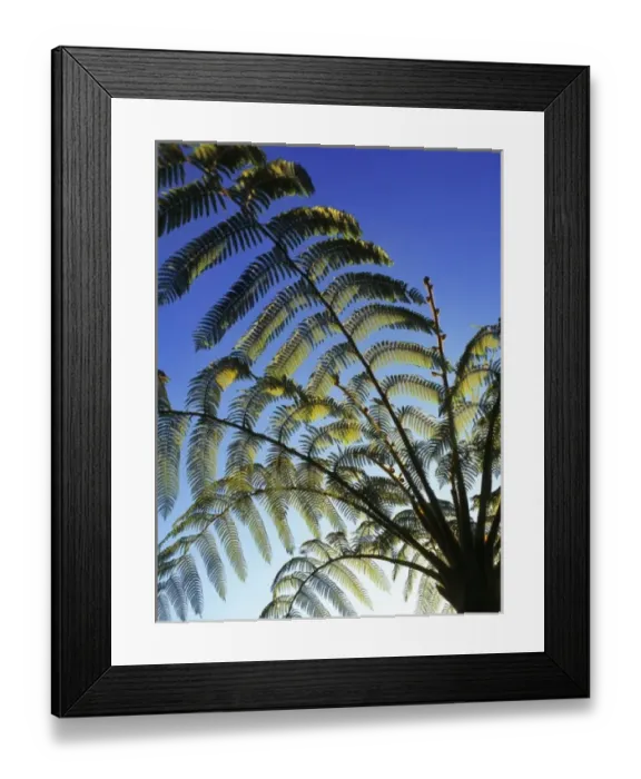Framed Print : Tree fern, Sri Lanka Framed Print : Tree fern, Sri Lanka
