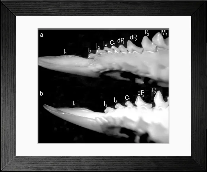 Framed Print : Caenolestes Framed Print : Caenolestes