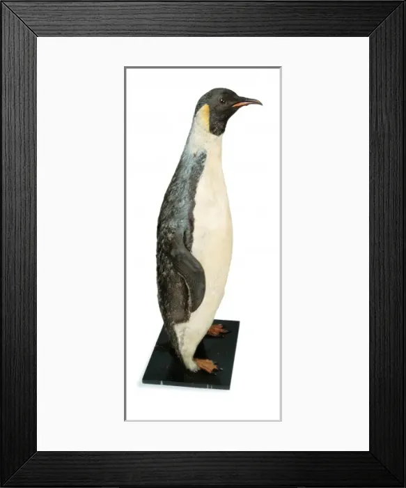 Framed Print : Aptenodytes fosteri, emperor penguin Framed Print : Aptenodytes fosteri, emperor penguin