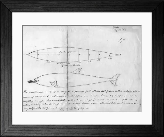 Framed Print : Sir George Cayleys drawings