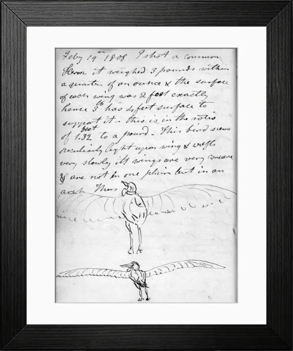 Framed Print : Sketches of a heron (rear view) with wings extended Framed Print : Sketches of a heron (rear view) with wings extended