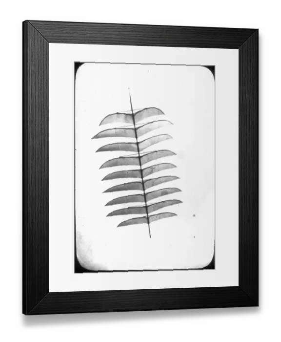 Framed Print : S Salmon 18-winged kite 1907 Framed Print : S Salmon 18-winged kite 1907