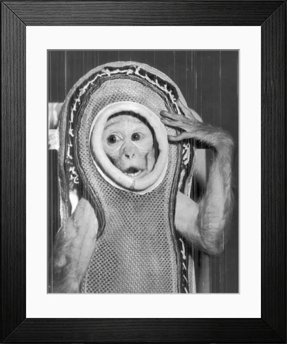 Framed Print : Miss Sam prior to being launched in a Mercury capsule Framed Print : Miss Sam prior to being launched in a Mercury capsule
