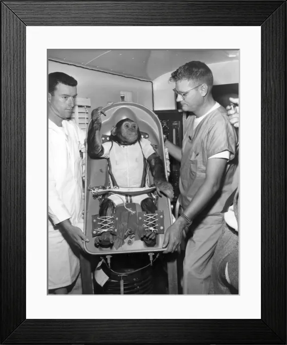 Framed Print : Ham - a 37-pound chimpanzee - Americas first astronaut Framed Print : Ham - a 37-pound chimpanzee - Americas first astronaut
