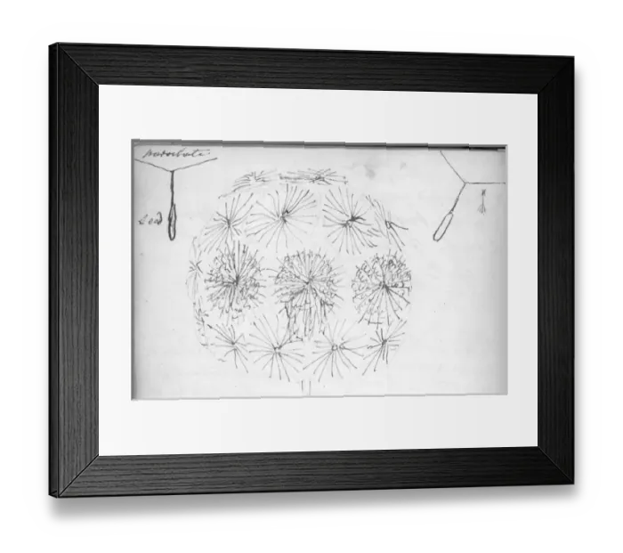 Framed Print : A sketch of Goatsbeard and two diagrams of fruit parachuting Framed Print : A sketch of Goatsbeard and two diagrams of fruit parachuting