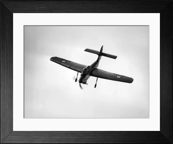 Framed Print : Short SB6 Seamew Framed Print : Short SB6 Seamew