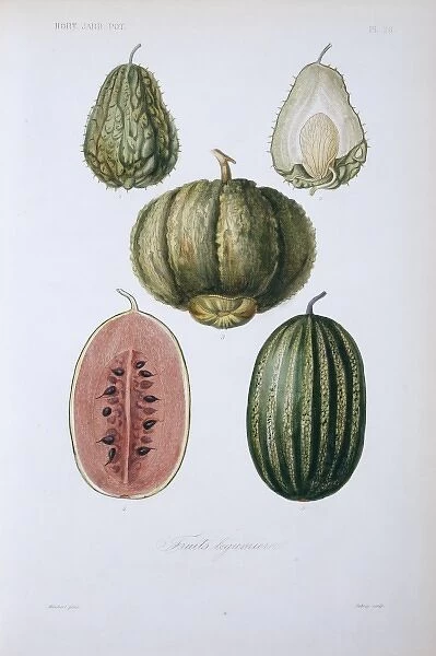 (1, 2) chayote (3) cantaloupe melon (4, 5) watermelon